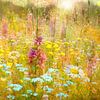 Champ de fleurs sauvages sur Corinne Welp