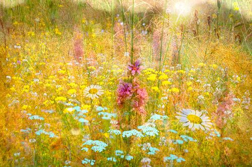 Champ de fleurs sauvages