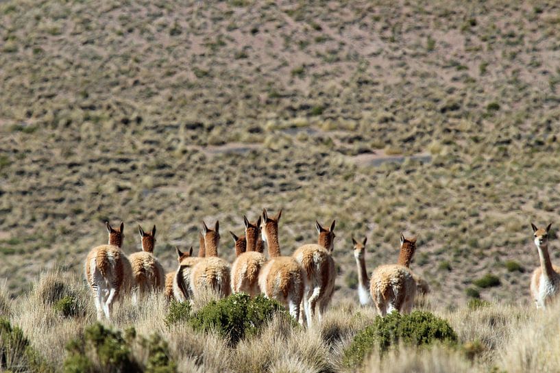 Vicunas auf dem bolivianischen Plateau von Marieke Funke