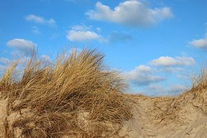 Dünenlandschaft