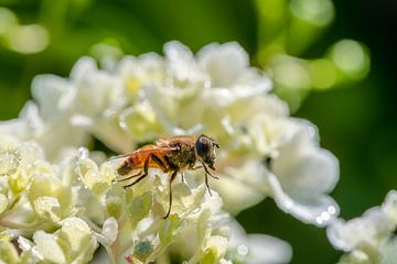 Zweefvlieg op een witte bloem van ManfredFotos