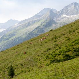 Alpages et sommets des montagnes sur Jaap Meijer