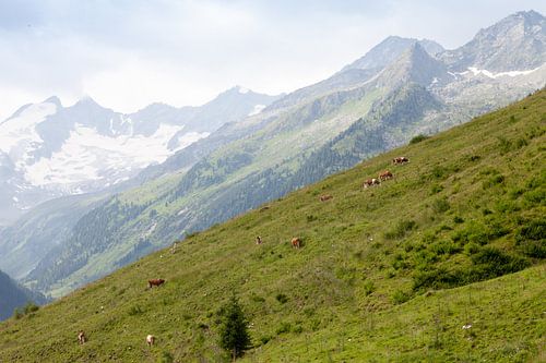 Mountain pasture and mountain peaks