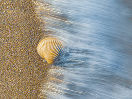 Shell in moving water