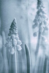 Muscari in Eisfarben, mit einem Vintage-Look.