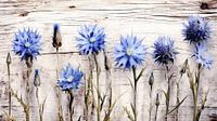 Rustiek korenbloem stilleven van Vlindertuin-Art thumbnail