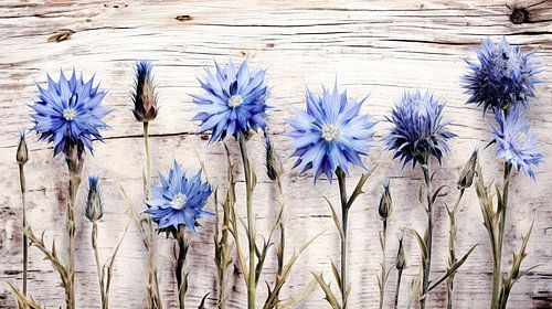 Rustiek korenbloem stilleven