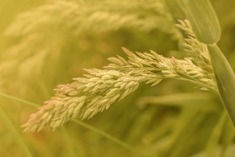 Drops on Grass in Gold. by Alie Ekkelenkamp