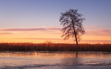 Sonnenaufgang am Zuidlaardermeer von Marga Vroom