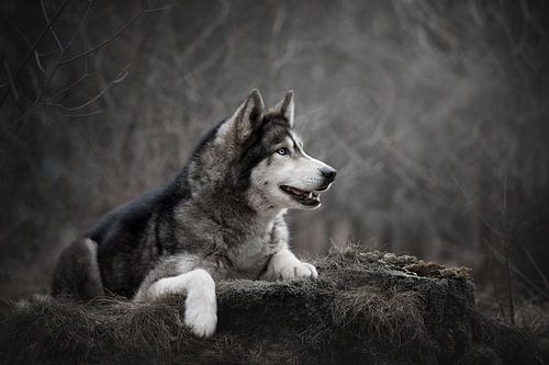 Siberische Husky hond liggend van Lotte van Alderen
