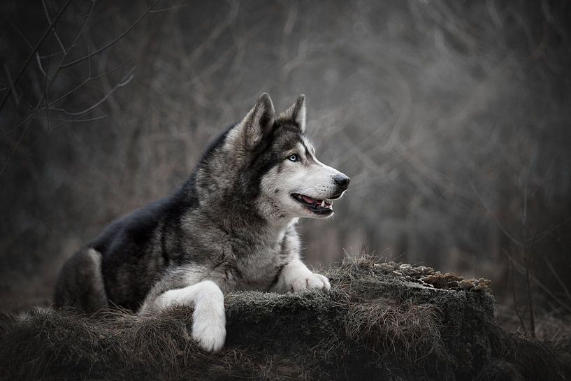 Siberian Husky Hund liegend von Lotte van Alderen