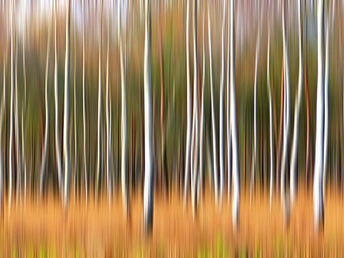 Berken Art (Berken in Beweging)