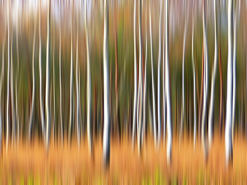 Birkenkunst (Birken in Bewegung) von Caroline Lichthart