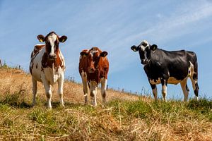 Des vaches curieuses dans le sud du Limbourg sur John Kreukniet