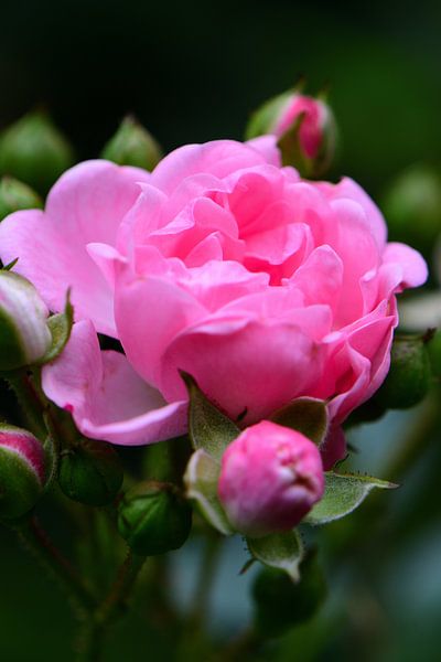 Rosa Rose von Gerard de Zwaan