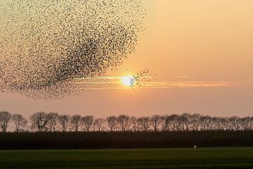 Un essaim d'étourneaux face au soleil couchant