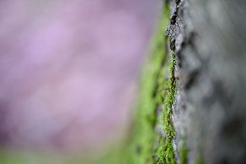Abstracte foto van schors in het bos van Evelien IJpelaar