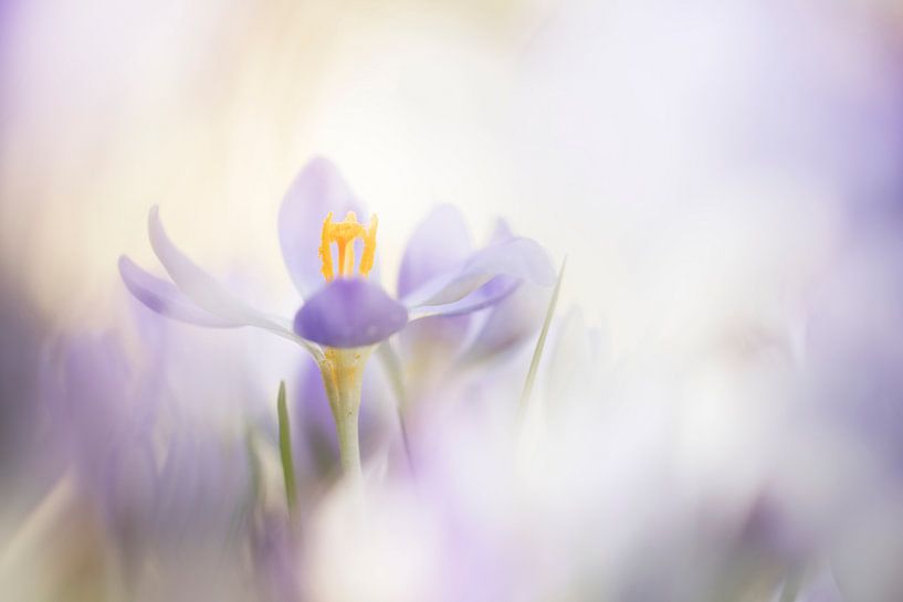 Crocuses in magical light (1) by Bob Daalder