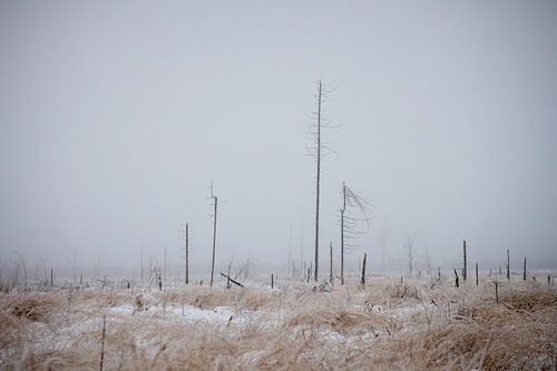 Winterpret op de Hoge Venen