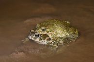 Groene padden (amplex) van Frank Heinen thumbnail