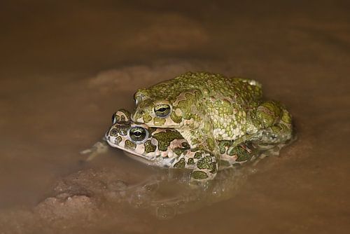 Groene padden (amplex)