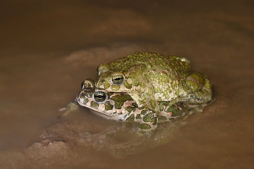 Groene padden (amplex) van Frank Heinen