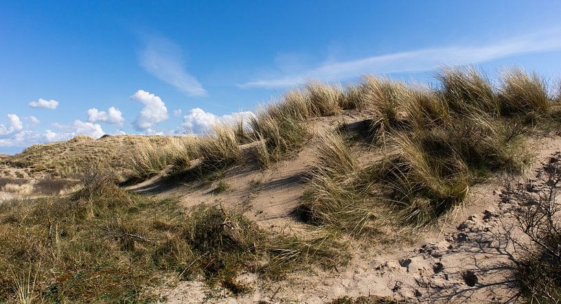Duine in Holland by John Brugman