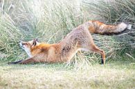 Fuchsstreckung | Wildlife Fotografie von Nanda Bussers Miniaturansicht