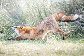 Fox stretching | Wildlife Photography by Nanda Bussers
