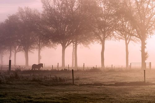Horse in the fog