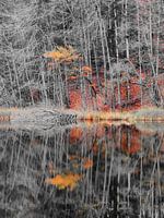 Herfstkleuren I