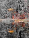 Herbstfarben I von Ilona Picha-Höberth Miniaturansicht