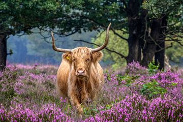 Schotse Hooglander op het bloeiende heide. van Hans Buls Photography