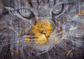 Chat errant sur Andreas Schulte