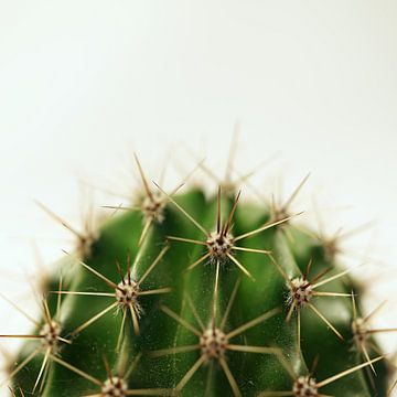 Cactus van Heiko Kueverling