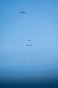 Les mouettes volent vers la lune