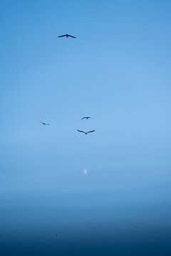 Seagulls fly towards the moon by Tomas Grootveld