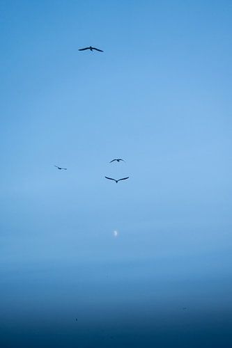 Seagulls fly towards the moon