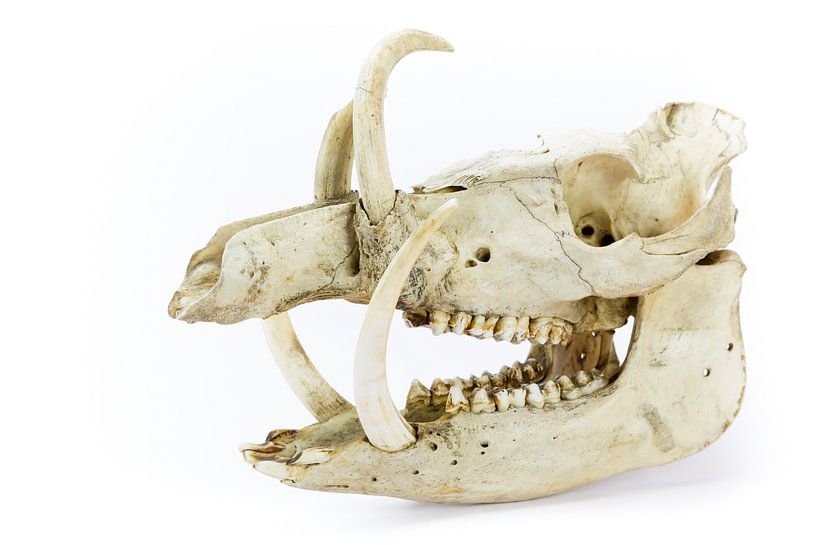 Skull of wild boar by Ben Schonewille
