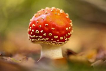 Fly agaric estate Elswout by Isabel van Veen