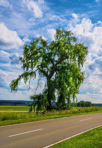 Arbre isolé sur une route de campagne