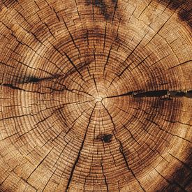 Bois à cernes sur IamHome Studio