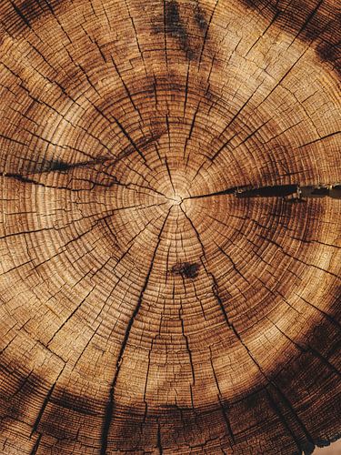 Tree ring wood