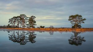 Dwingelderveld Holtveen