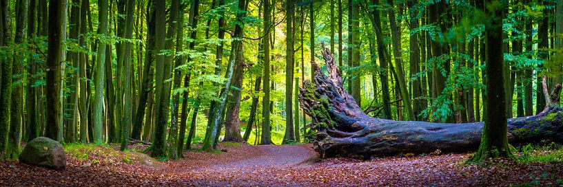 Panorama de la forêt de hêtres par Martin Wasilewski