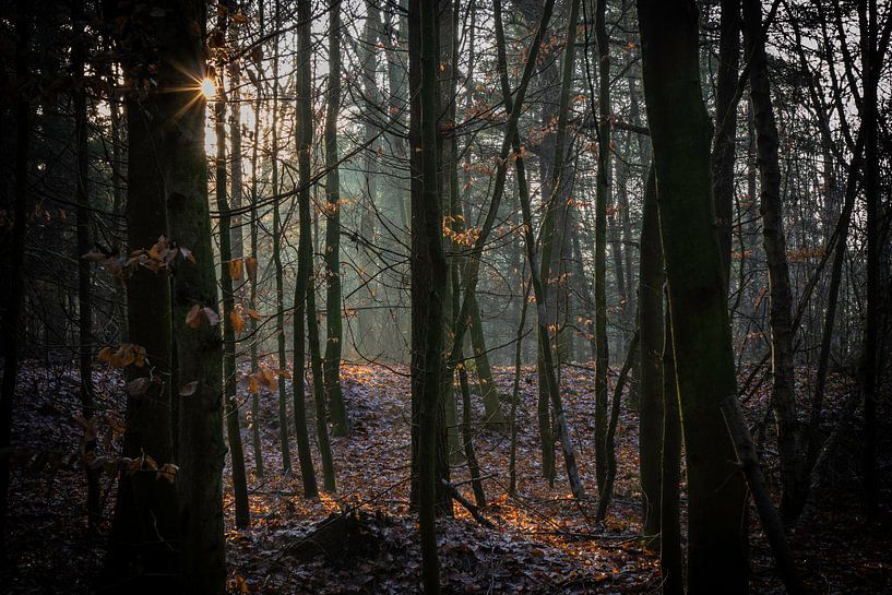 The spot van Johan Mooibroek