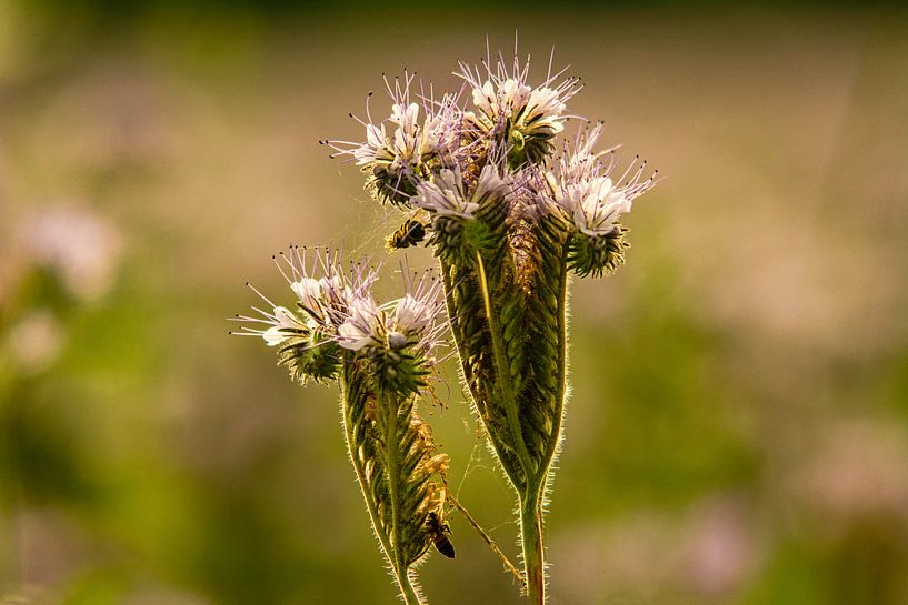 forest flowers field landscape Erzgebirge mountains towns cities villages by Johnny Flash