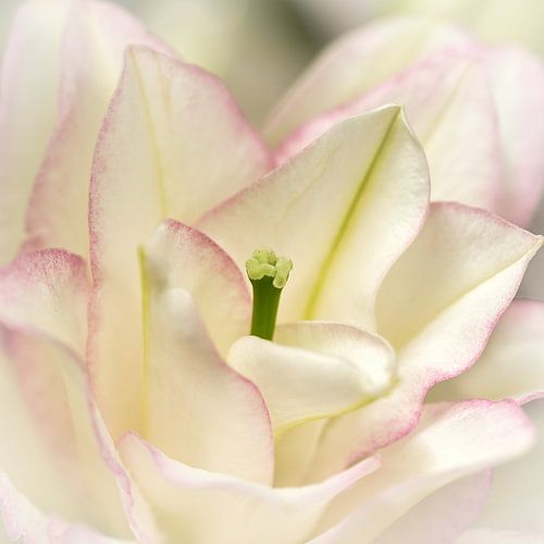 découvrir le printemps avec les fleurs