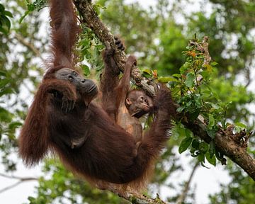 Eine faule Orang-Utan-Mutter und ihr Kind