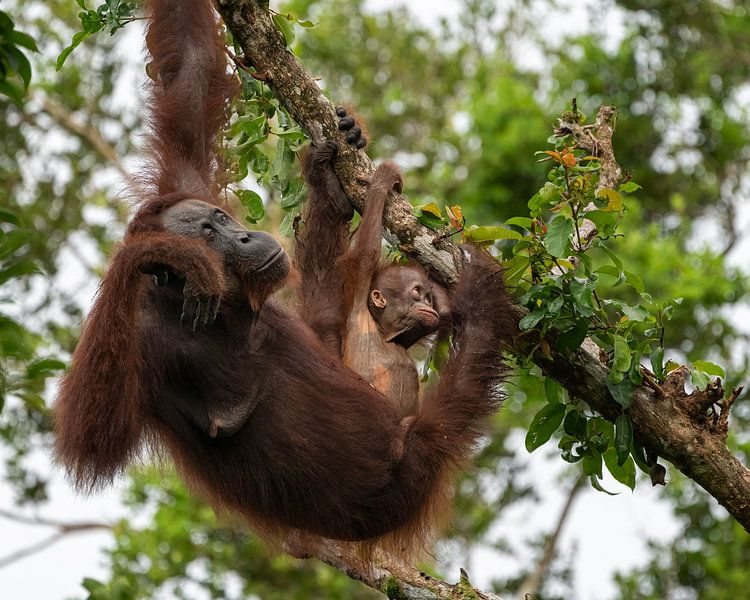 Eine faule Orang-Utan-Mutter und ihr Kind von Anges van der Logt